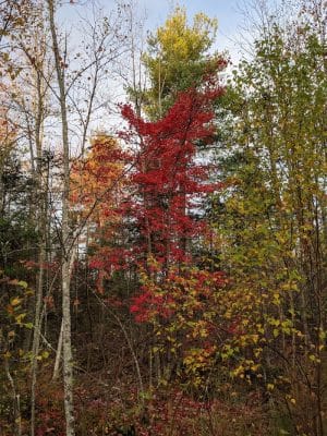 Surry Forest, Blue Hill Heritage Trust