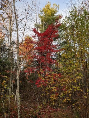 Surry Forest, Blue Hill Heritage Trust