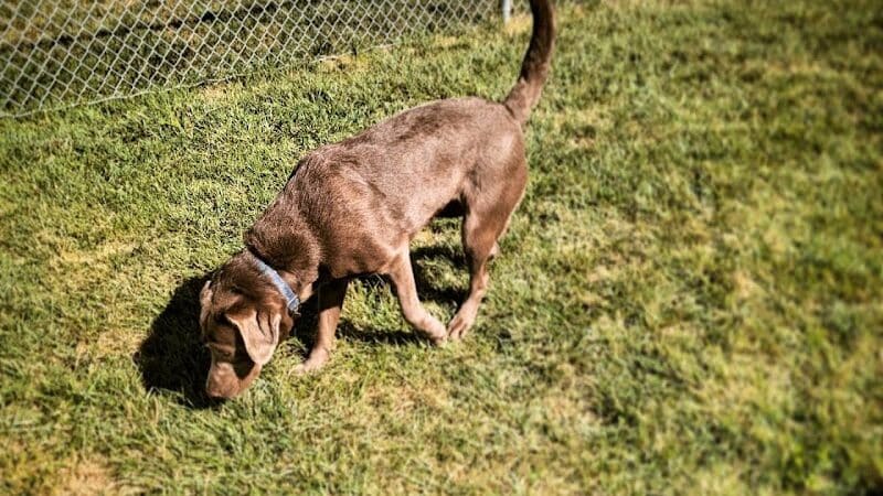 Dog Park at Love’s Travel Stops - Syracuse, NE