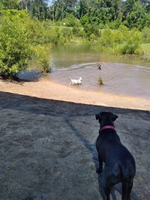 Bradfordville Dog Park - Tallahassee, FL