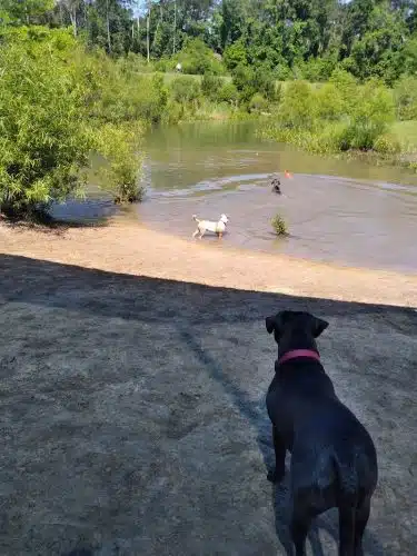 Bradfordville Dog Park - Tallahassee, FL