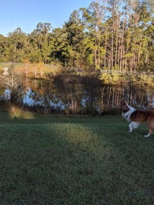 Bradfordville Dog Park - Tallahassee, FL