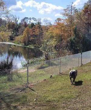 Bradfordville Dog Park - Tallahassee, FL