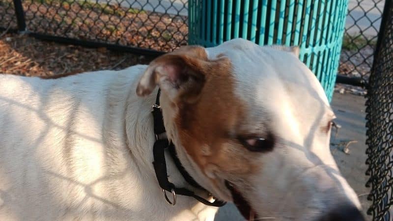 Angus Goss Dog Park - Tampa, FL