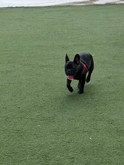 Curtis Hixon Waterfront Park Dog Park - Tampa, FL