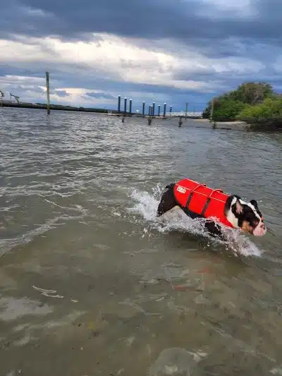 Davis Dog Beach - Tampa, FL