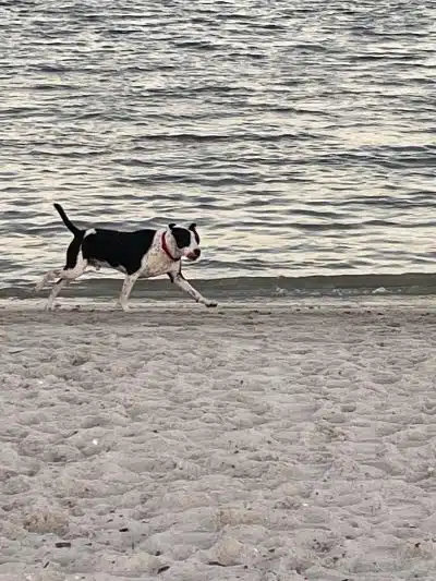 Davis Dog Beach - Tampa, FL