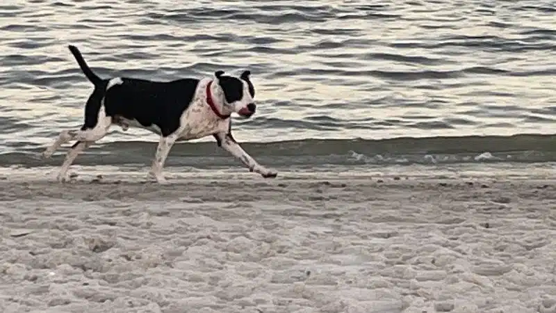 Davis Dog Beach - Tampa, FL