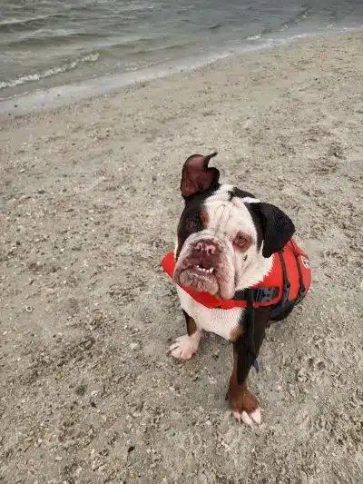 Davis Dog Beach - Tampa, FL