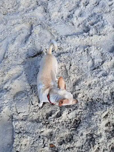 Davis Dog Beach - Tampa, FL