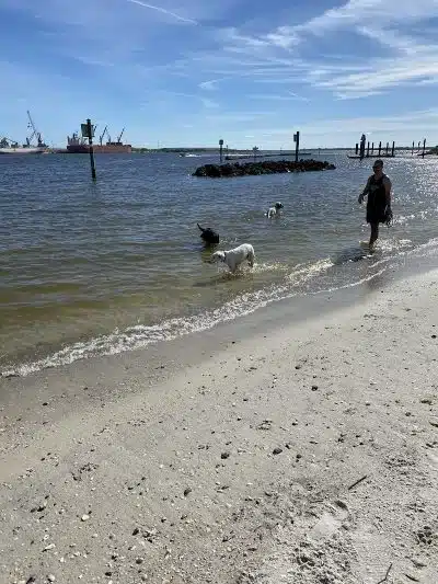 Davis Island Dog Park - Tampa, FL