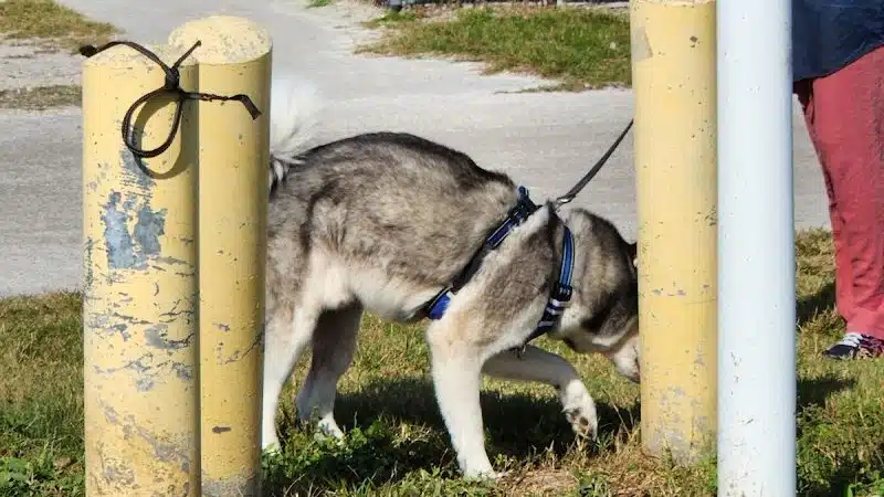 Davis Island Dog Park - Tampa, FL