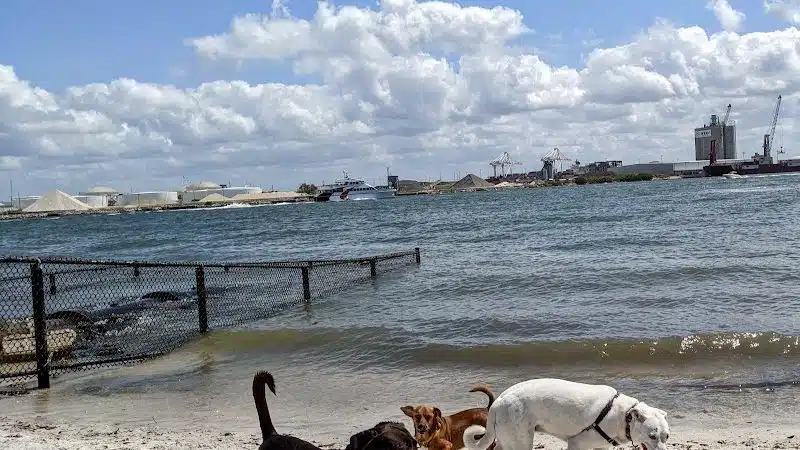 Davis Island Dog Park - Tampa, FL