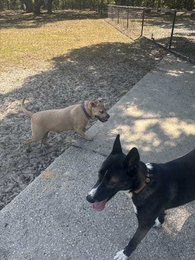 Dog Park at Al Lopez Park - Tampa, FL