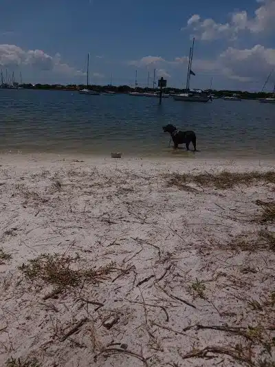 Dog Park Path - Tampa, FL