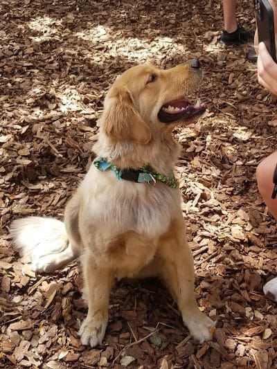 Hair of the Dog Park - Tampa, FL