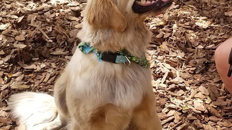 Hair of the Dog Park - Tampa, FL