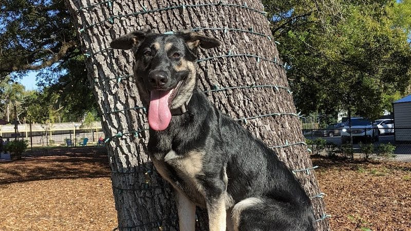 Hair of the Dog Park - Tampa, FL