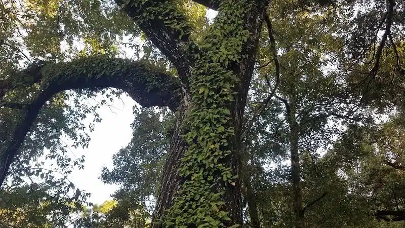 Henry & Ola Park - Tampa, FL