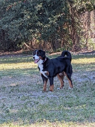 Hyde Park Dog Park - Tampa, FL