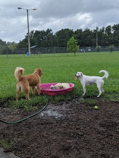 Logan Gate Dog Park - Tampa, FL