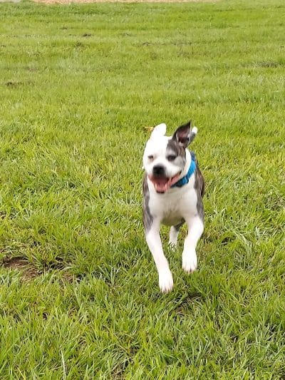 Logan Gate Dog Park - Tampa, FL