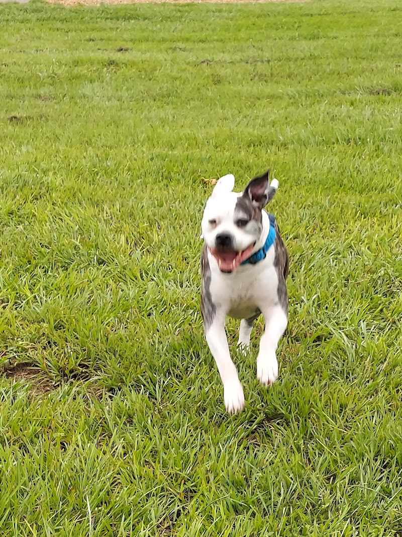Logan Gate Dog Park - Tampa, FL