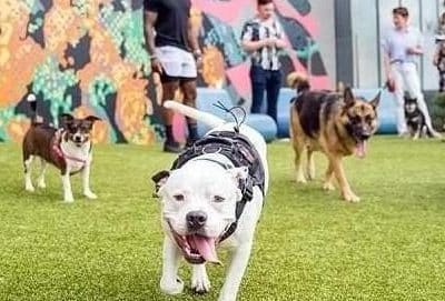 Meridian Dog Run - Tampa, FL