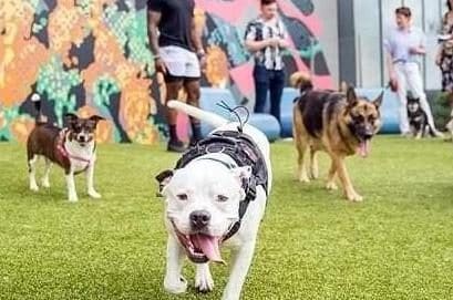 Meridian Dog Run - Tampa, FL