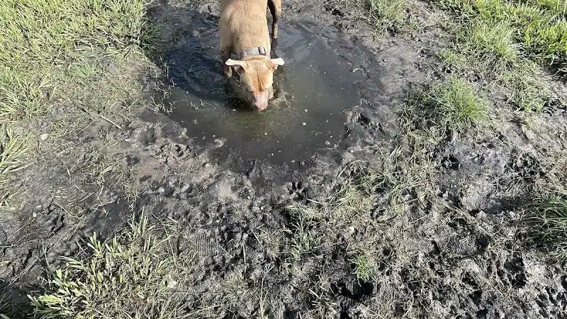 New Tampa Dog Park - Tampa, FL