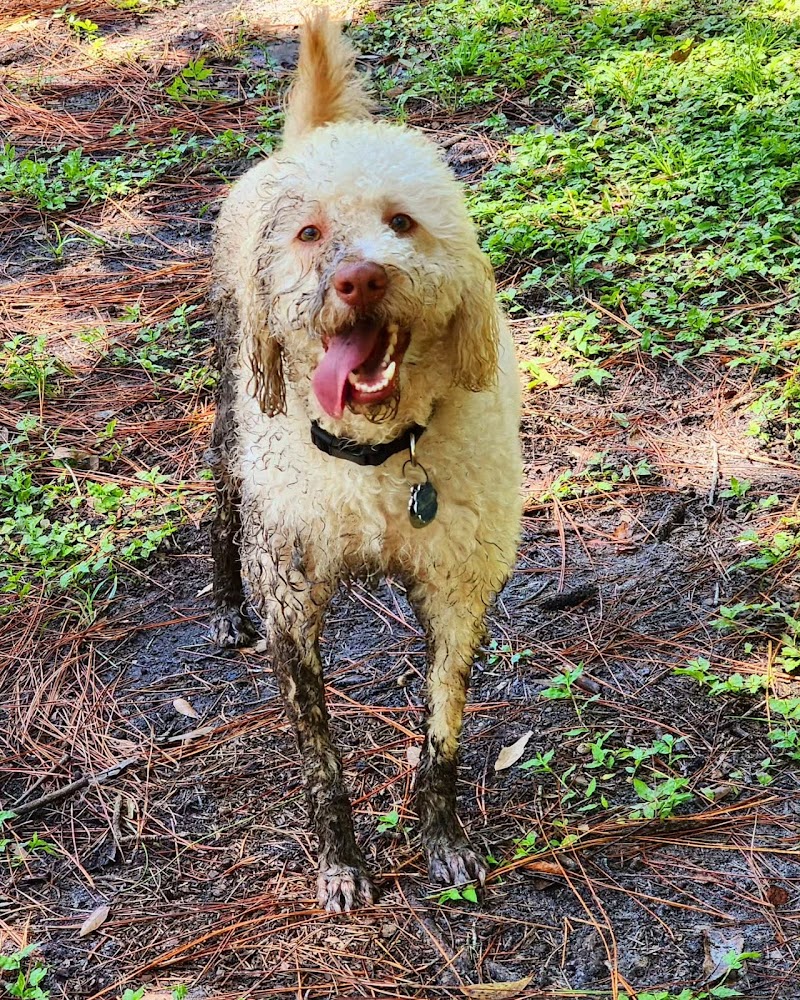 New Tampa Rotary Dog Park - Tampa, FL