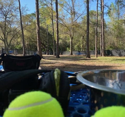 New Tampa Rotary Dog Park - Tampa, FL