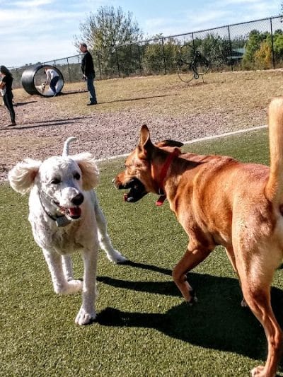 Northwest County Dog Park - Tampa, FL