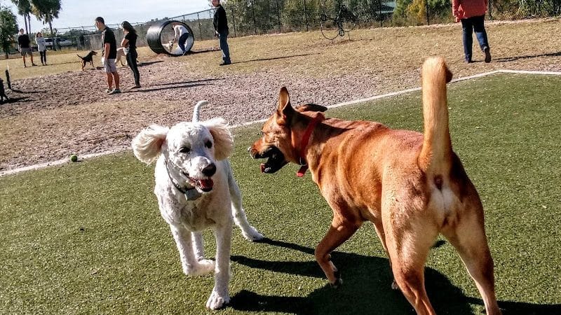 Northwest County Dog Park - Tampa, FL