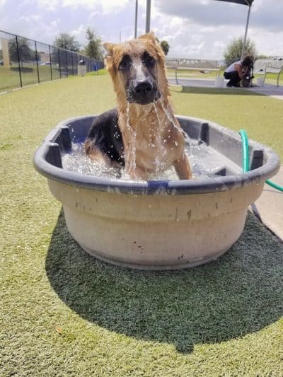 Northwest County Dog Park - Tampa, FL
