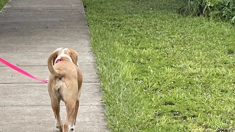 Northwest County Dog Park - Tampa, FL
