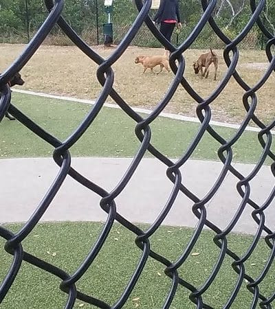 Northwest County Dog Park - Tampa, FL