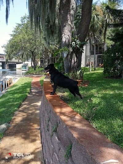 Northwest County Dog Park - Tampa, FL
