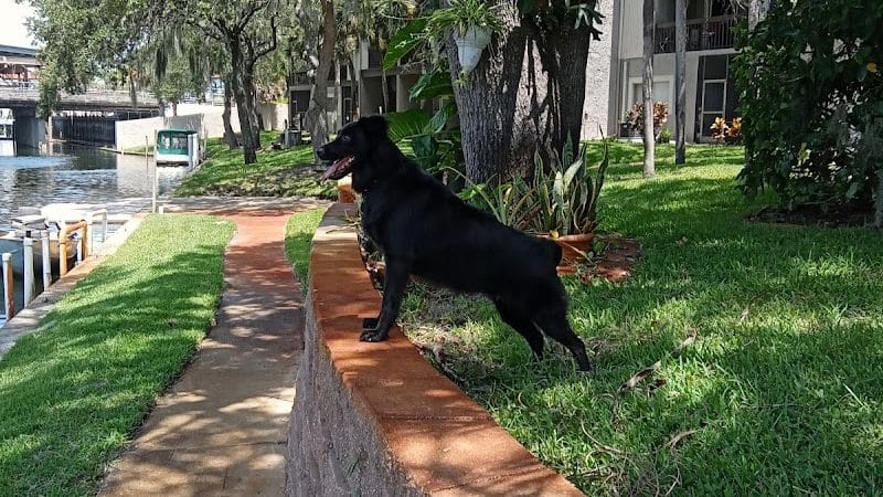 Northwest County Dog Park - Tampa, FL