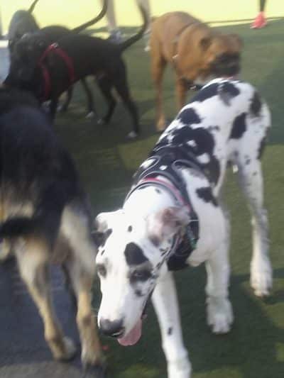 Northwest County Dog Park - Tampa, FL