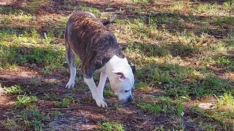 Parker’s Landing Dog Park - Tampa, FL