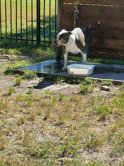 Parker’s Landing Dog Park - Tampa, FL