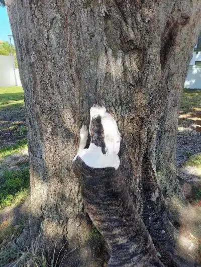 Parker’s Landing Dog Park - Tampa, FL