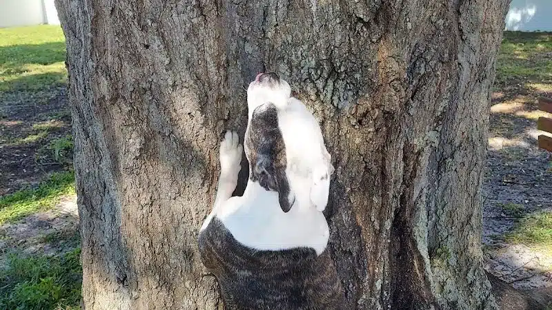 Parker’s Landing Dog Park - Tampa, FL