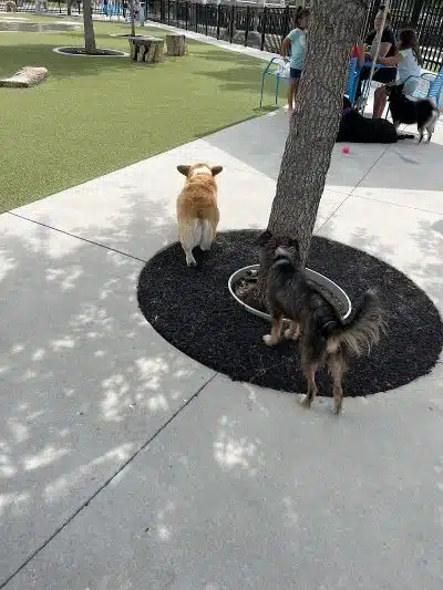 Queenie's Dog Park - Tampa, FL