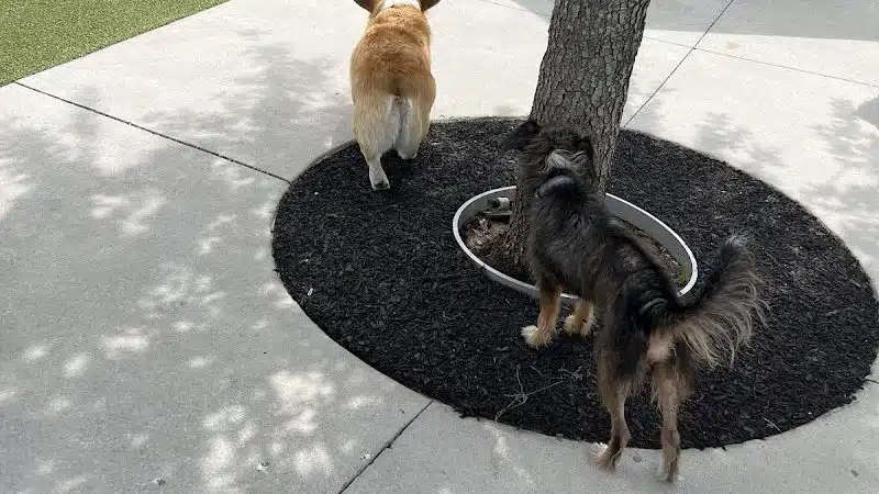 Queenie's Dog Park - Tampa, FL