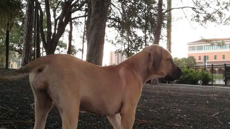 Queenie's Dog Park - Tampa, FL
