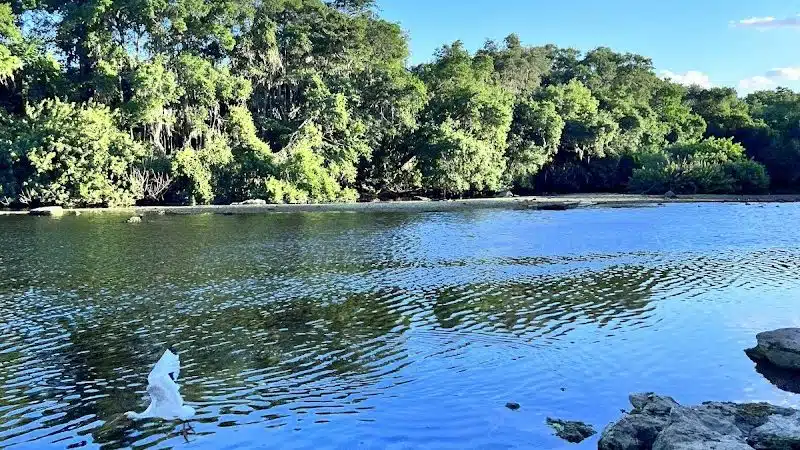Rowlett Dog Park - Tampa, FL