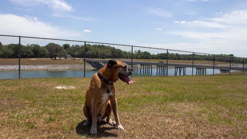 Temple Terrace Hilltop Dog Park - Tampa, FL