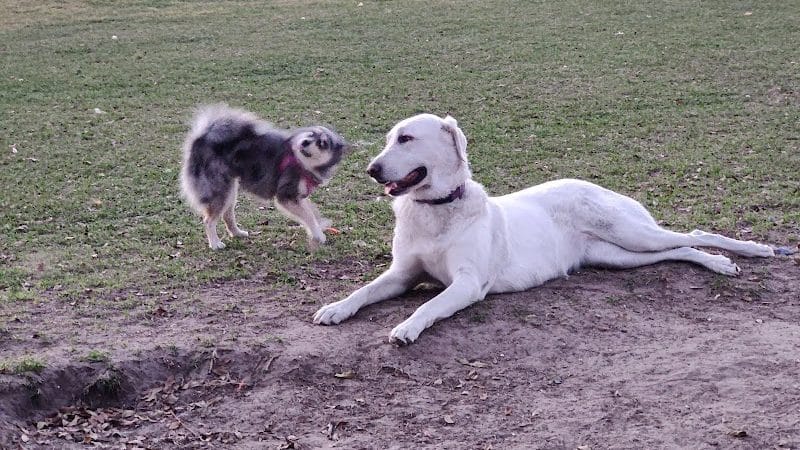 Temple Terrace Hilltop Dog Park - Tampa, FL